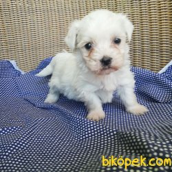 Cavalier King Charles Yavruları 5