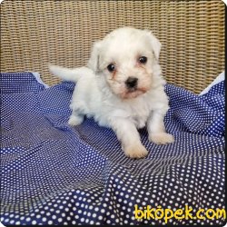 Cavalier King Charles Yavruları 4
