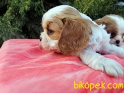 Cavalier King Charles Yavruları 2