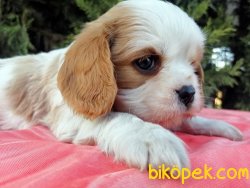 Cavalier King Charles Yavruları 5