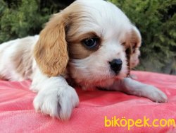 Cavalier King Charles Yavruları 1