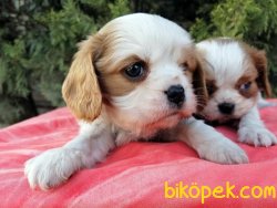 Cavalier King Charles Yavruları 3