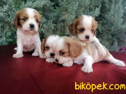 Cavalier King Charles Yavruları 5