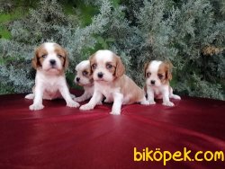 Cavalier King Charles Yavruları 2
