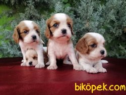 Cavalier King Charles Yavruları 3
