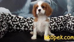 CAVALİER KING CHARLES YAVRULARI 2
