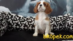 CAVALİER KING CHARLES YAVRULARI 4