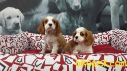 CAVALİER KING CHARLES YAVRULARI 1