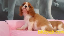 CAVALİER KING CHARLES YAVRULARI 2