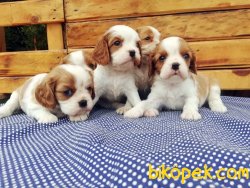 Ruhsatlı Çiftlikten Cavalier King Charles Yavruları 2