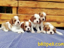 Ruhsatlı Çiftlikten Cavalier King Charles Yavruları 4