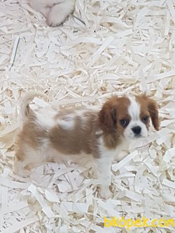 Cavalier King Charles Yavruları 2