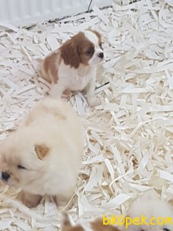 Cavalier King Charles Yavruları 4