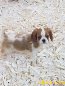 Cavalier King Charles Yavruları 3