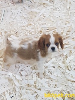 Cavalier King Charles Yavruları 1
