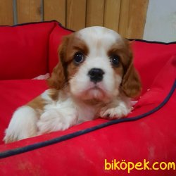 CAVALİER KING CHARLES YAVRULARI 2