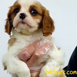 Cavalier King Charles Yavruları 3