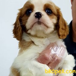 Cavalier King Charles Yavruları 4
