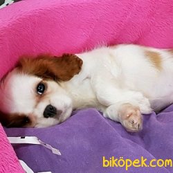 Cavalier King Charles Yavruları 1