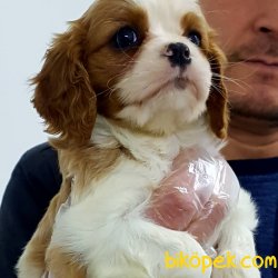 Cavalier King Charles Yavruları 2