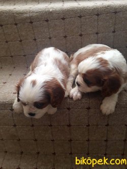 Cavalier King Charles Yavruları 2