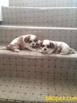 Cavalier King Charles Yavruları 3