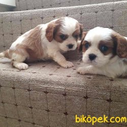 Cavalier King Charles Yavruları 1