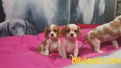 CAVALİER KING CHARLES YAVRULARI 2