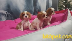 CAVALİER KING CHARLES YAVRULARI 3