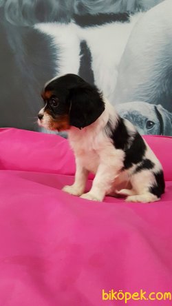 CAVALİER KING CHARLES YAVRULARI 4