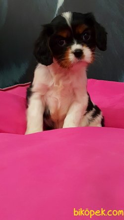 CAVALİER KING CHARLES YAVRULARI 2