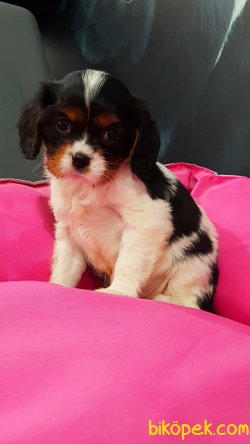 CAVALİER KING CHARLES YAVRULARI 5