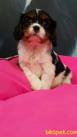 CAVALİER KING CHARLES YAVRULARI 3