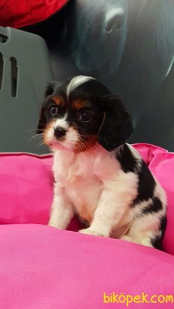 CAVALİER KING CHARLES YAVRULARI 1