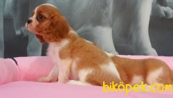 CAVALİER KING CHARLES YAVRULARI 2