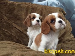 CAVALİER KING CHARLES YAVRULARI 2