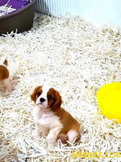 CAVALİER KING CHARLES  YAVRULARI 4