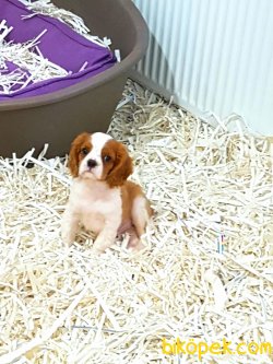 CAVALİER KING CHARLES  YAVRULARI 2