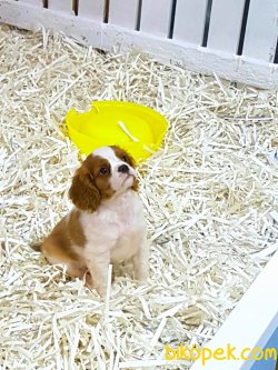 CAVALİER KING CHARLES  YAVRULARI 3