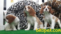 CAVALİER KING CHARLES YAVRULARI 4