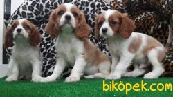 CAVALİER KING CHARLES YAVRULARI 1