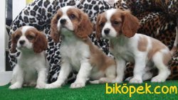 CAVALİER KING CHARLES YAVRULARI 3
