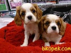 CAVALİER KING CHARLES YAVRULARI 1