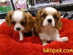 CAVALİER KING CHARLES YAVRULARI 3