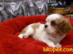 CAVALİER KING CHARLES YAVRULARI 2