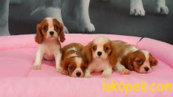 CAVALİER KING CHARLES YAVRULARI 5