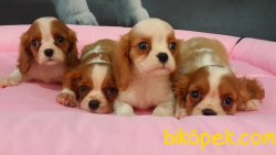 CAVALİER KING CHARLES YAVRULARI 4