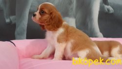 CAVALİER KING CHARLES YAVRULARI 2
