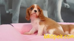 CAVALİER KING CHARLES YAVRULARI 2