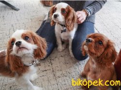 CAVALİER KING CHARLES YAVRULARI 1